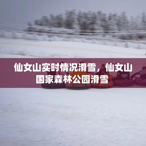 仙女山實(shí)時(shí)情況滑雪，仙女山國(guó)家森林公園滑雪 