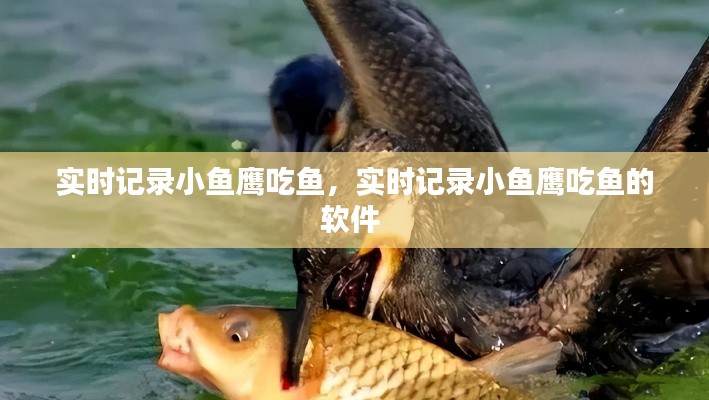 實時記錄小魚鷹吃魚，實時記錄小魚鷹吃魚的軟件 