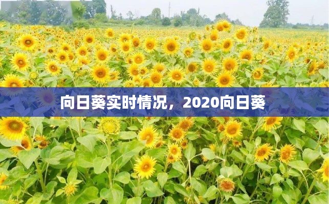 向日葵實時情況，2020向日葵 