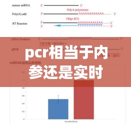 pcr相當(dāng)于內(nèi)參還是實(shí)時(shí)定量，pcr內(nèi)參gapdh 