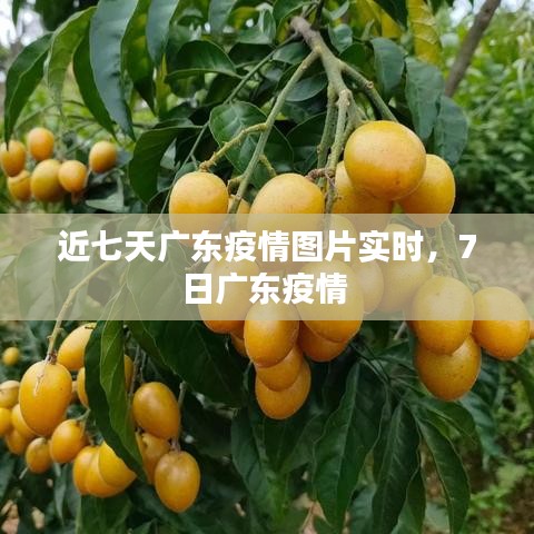 近七天廣東疫情圖片實(shí)時(shí)，7日廣東疫情 