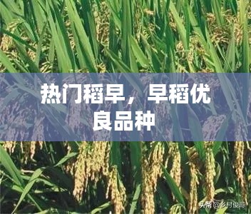 熱門(mén)稻早，早稻優(yōu)良品種 